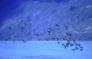 The Greenland White-fronted Geese flock flying over the Dyfi estuary in Wales
anser albifrons flavirostris