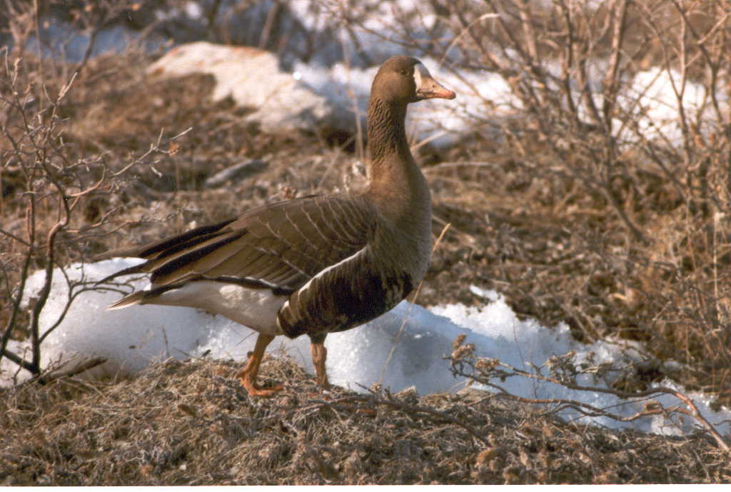 Greenland White-fronted Goose, on the breeding area in Greenland ca 1970s Anser albifrons flavirostris