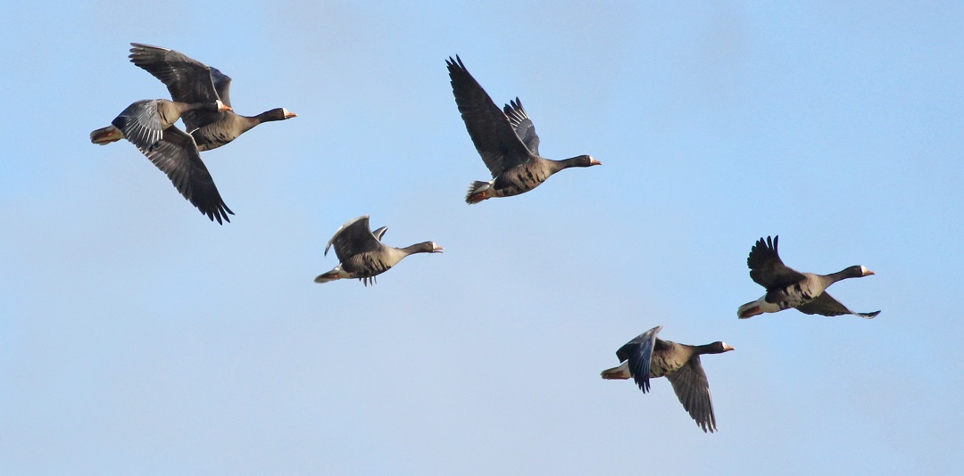 Flying Greenland white-fronted geese