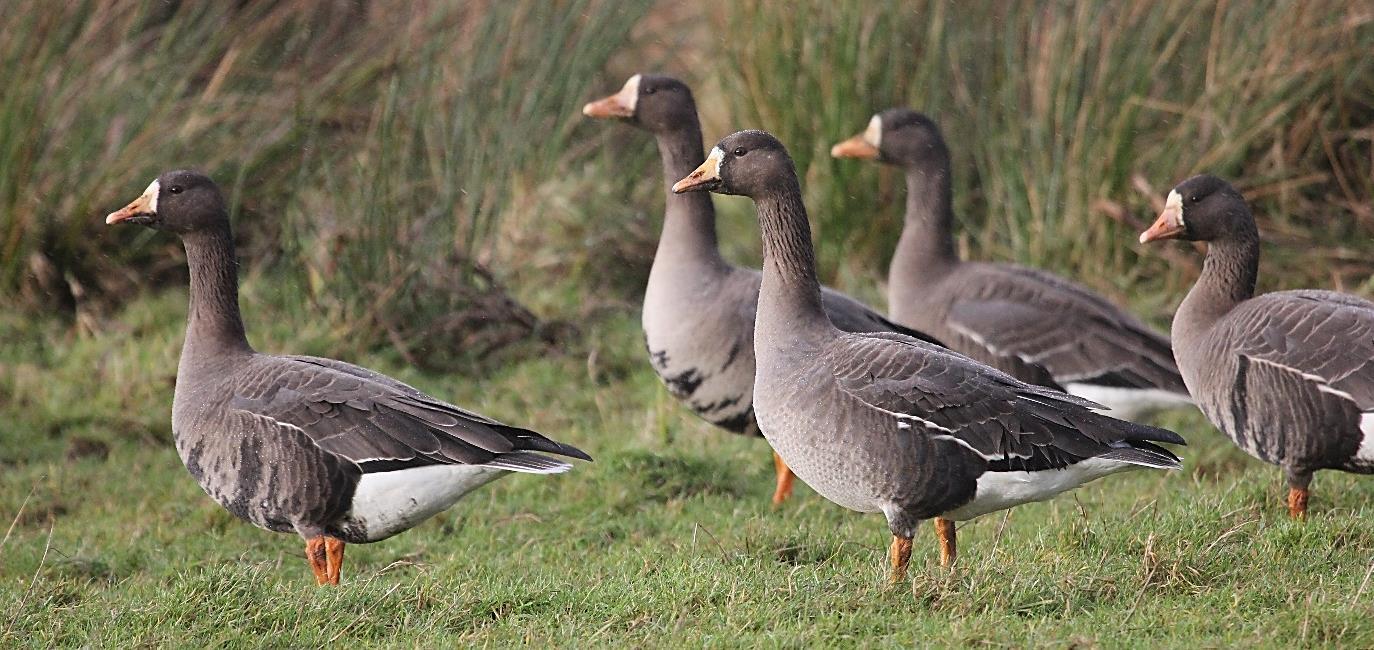Greenland White-fronted Geese on grass, Loch Lomond December 2023 by Ian Francis