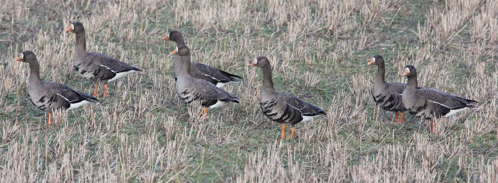 Greenland White-fronted Geese on Sunderland Farm, Islayby Ian Francis anser albifrons flavirostris